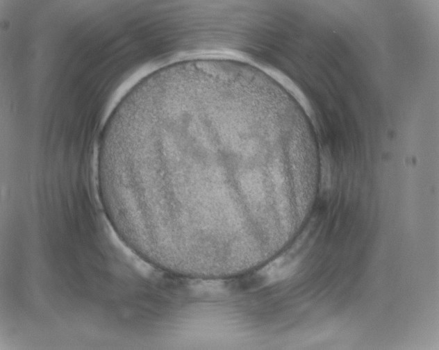 X0000080731006200701051054