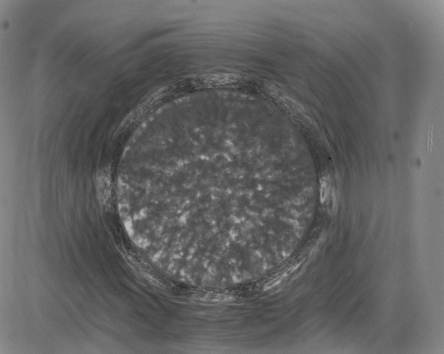 X0000080731011200701051053