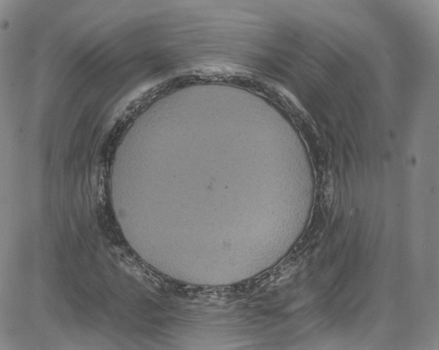 X0000080731016200701051054