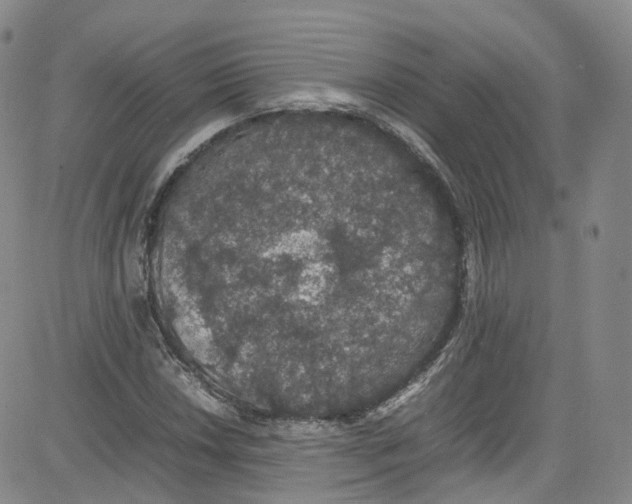 X0000080731018200701051054