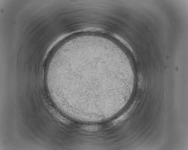 X0000080731021200701051054