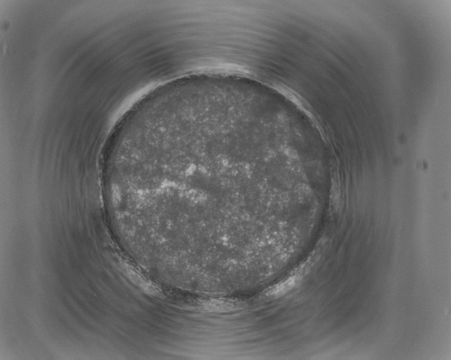 X0000080731022200701051054