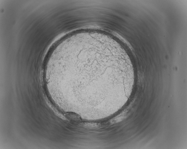 X0000080731029200701051054