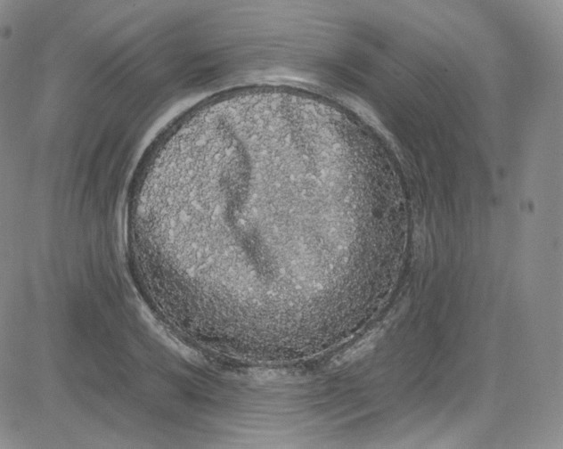 X0000080731032200701051054