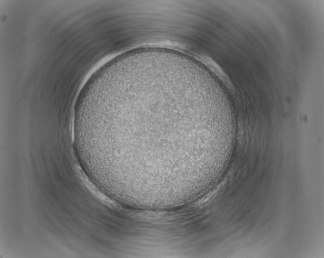 X0000080731036200701051054