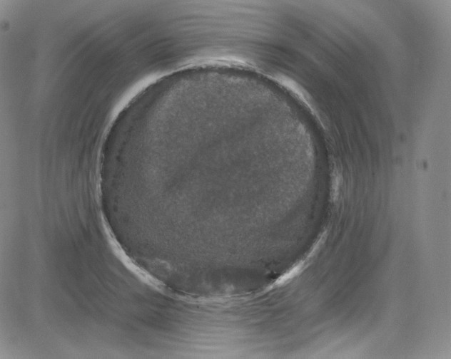 X0000080731038200701051054