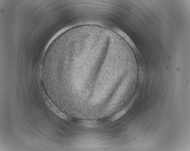 X0000080731052200701051054