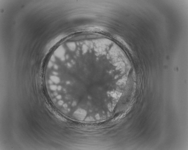 X0000080731071200701051053