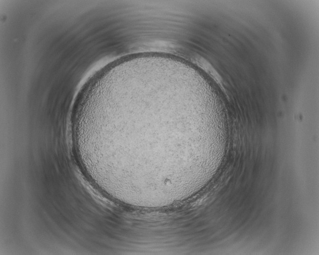 X0000080731072200701051053