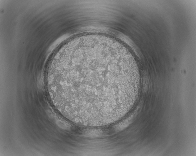 X0000080731074200701051053