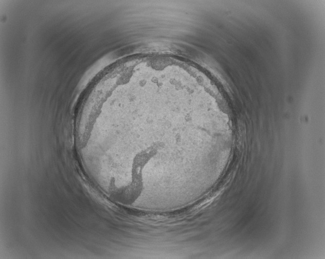 X0000080731075200701051053