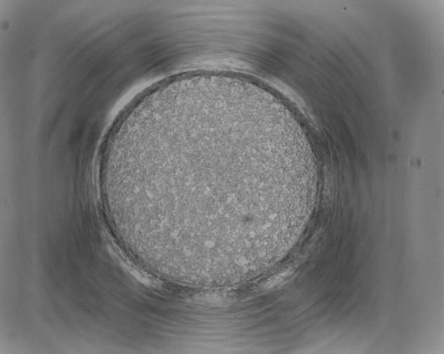 X0000080731078200701051053