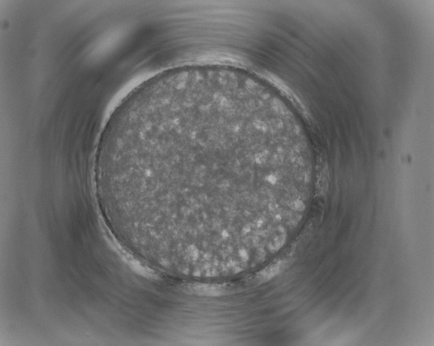 X0000080731086200701051053