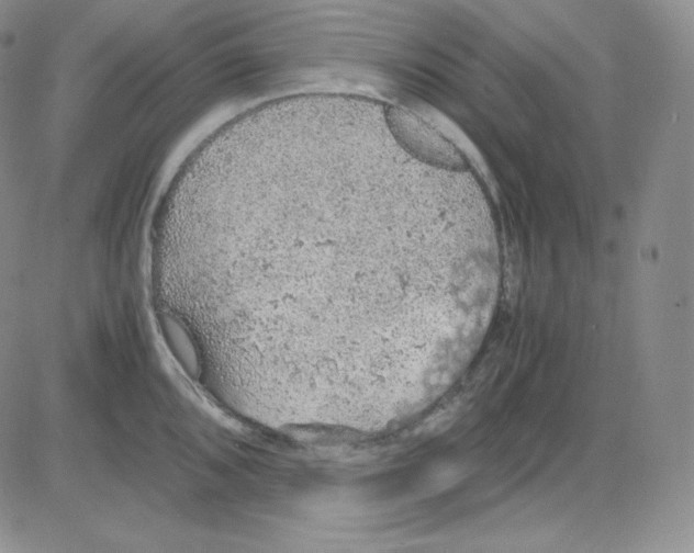 X0000080731096200701051053