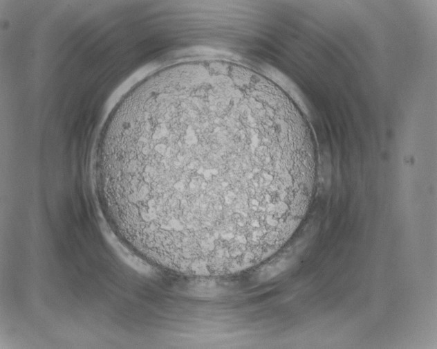 X0000080731098200701051053