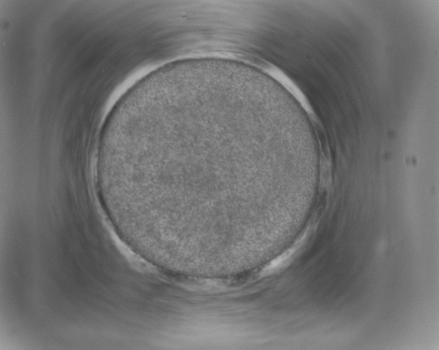 X0000080731101200701051053