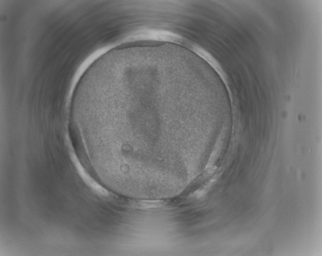 X0000080731152200701051053