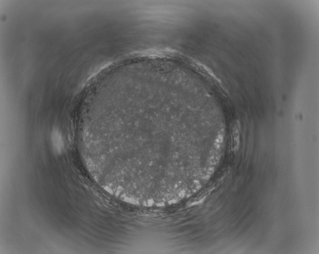 X0000080731158200701051052