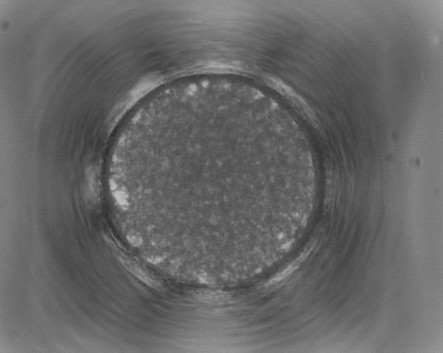 X0000080731170200701051052