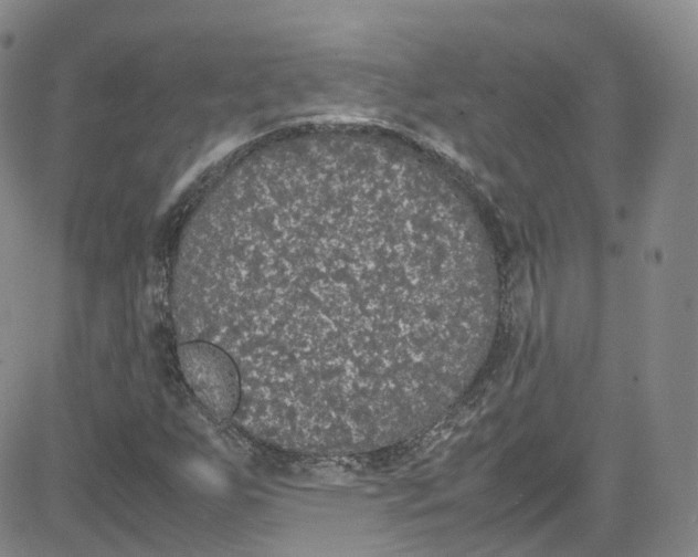 X0000080731255200701051050