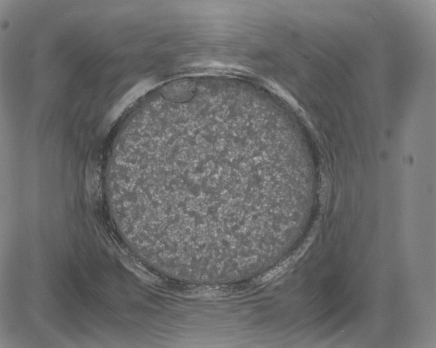 X0000080731259200701051050