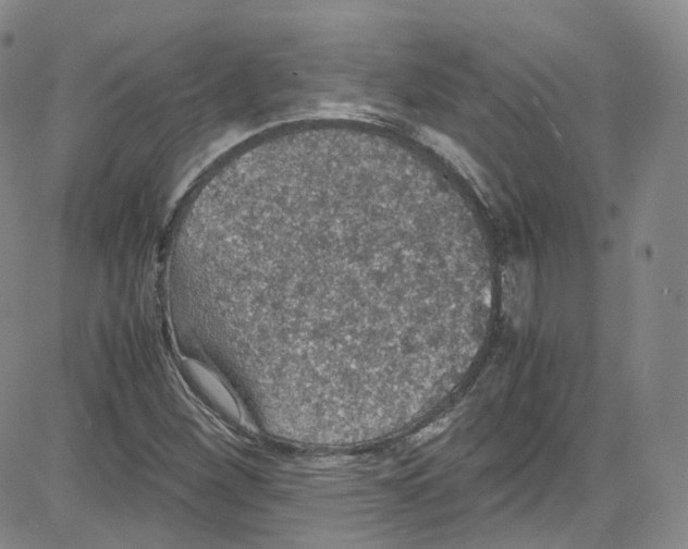 X0000080731260200701051050