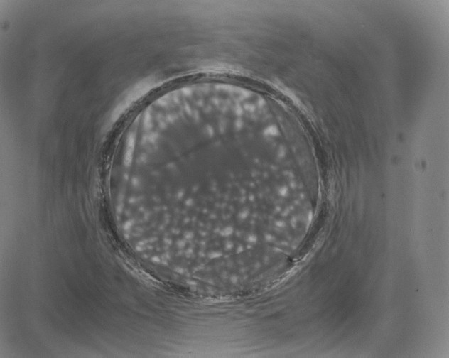 X0000080731263200701051050