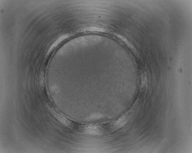 X0000080731266200701051050