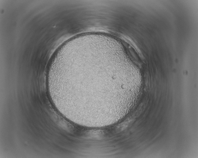 X0000080731268200701051050