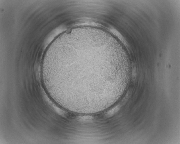 X0000080731282200701051050