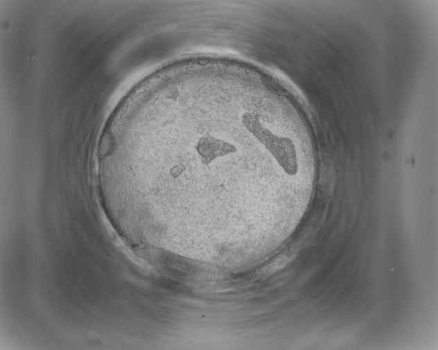 X0000080731287200701051050