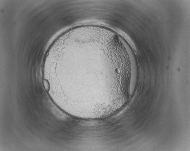 X0000080731288200701051050