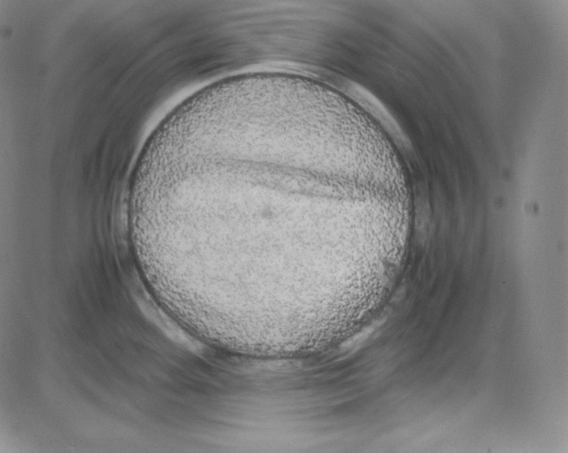 X0000080731292200701051050