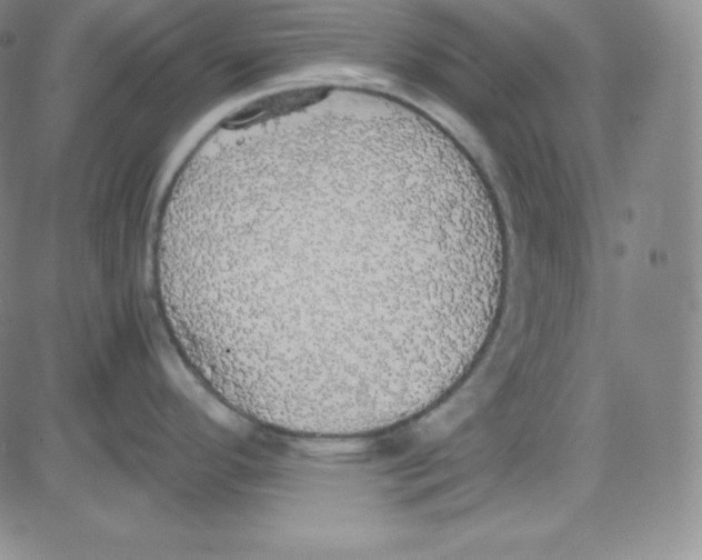 X0000080731296200701051050