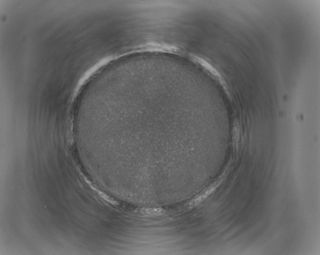 X0000080731310200701051049