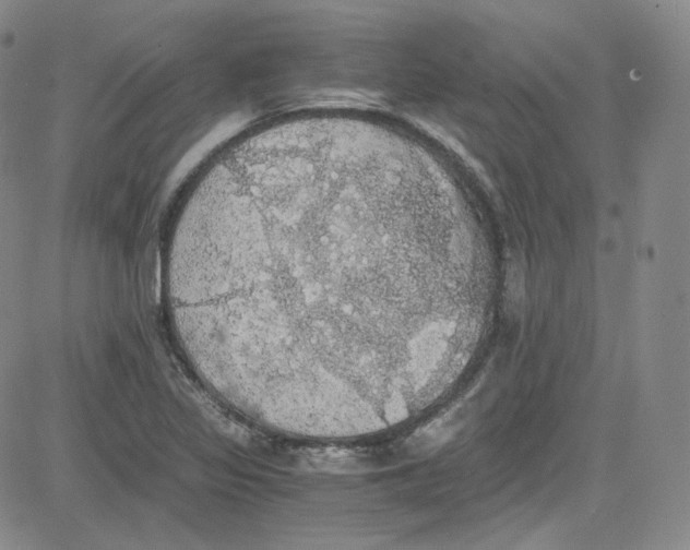 X0000080731317200701051049