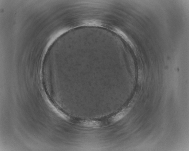 X0000080731331200701051049