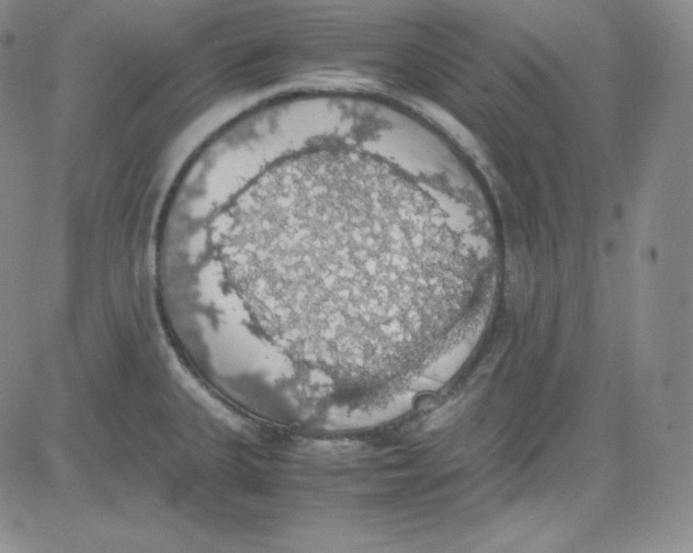 X0000080731335200701051049