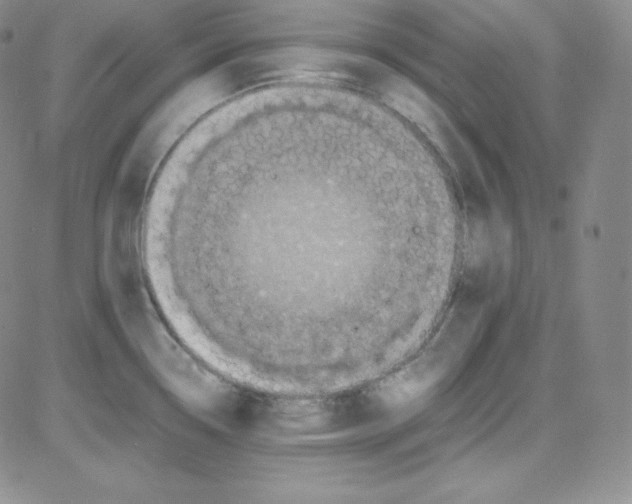 X0000080731338200701051049