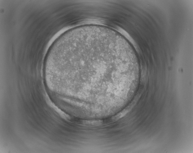 X0000080731339200701051049