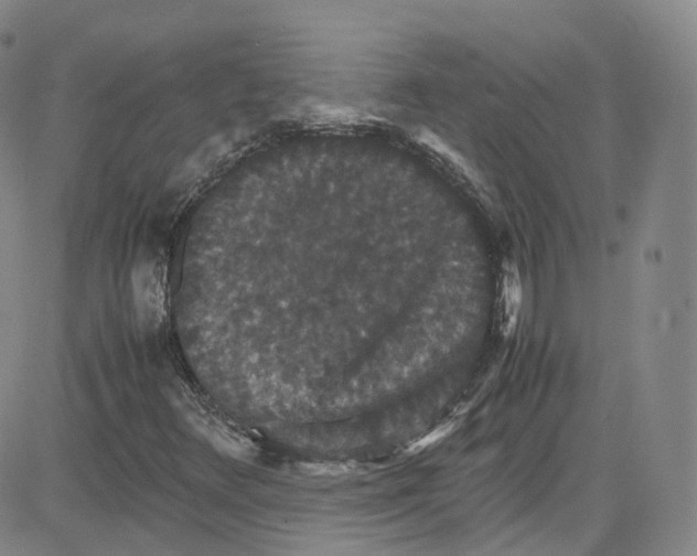 X0000080731348200701051049