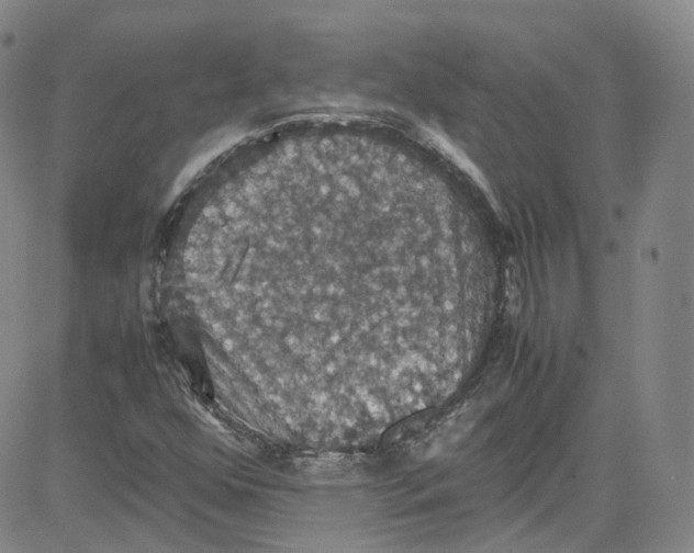 X0000080731352200701051049