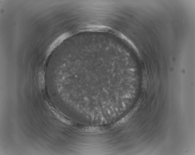 X0000080731362200701051048