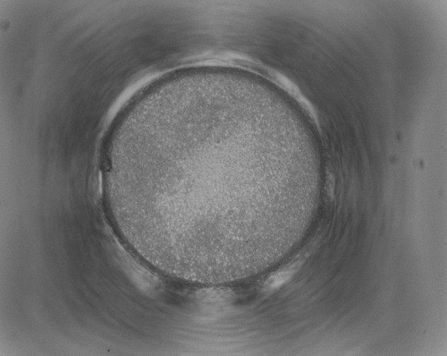 X0000080731368200701051048