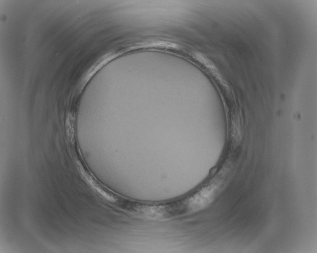 X0000080731369200701051048