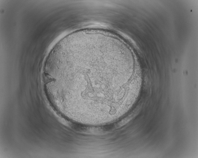 X0000080731375200701051048