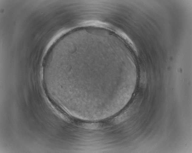 X0000080731376200701051048