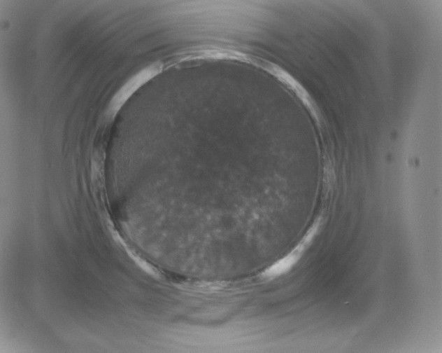 X0000080731385200701051048