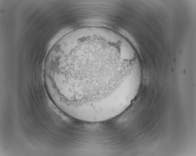 X0000080731386200701051048