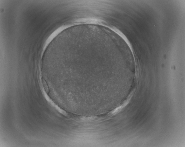 X0000080731389200701051048